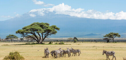 متطلبات التأشيرة لحاملي جوازات السفر قطر إلى كينيا
