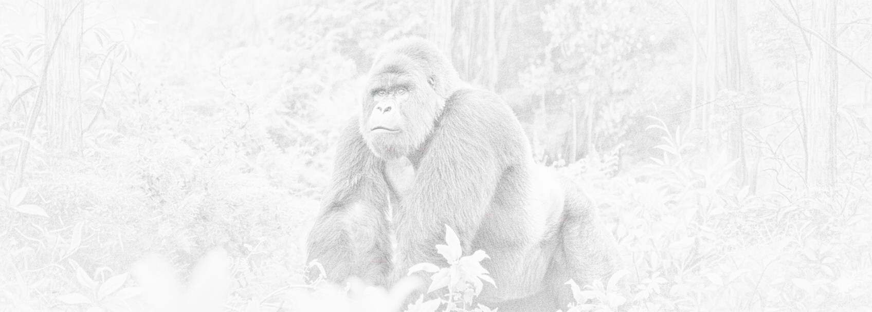 جمهورية الكنغو الديمقراطية طلب تأشيرة ومتطلبات